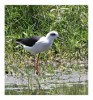 Black-winged Stilt