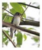 Asian Brown Flycatcher