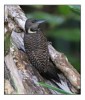 Buff-necked Woodpecker