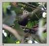 Buff-rumped Woodpecker