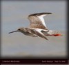 Common Redshank