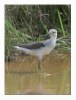 Common Greenshank