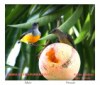 Orange-bellied Flowerpecker