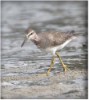 Grey_tailed Tattler