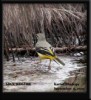 Grey Wagtail