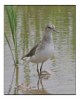 LONG-TOED STINT