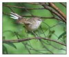 Striated Grassbird