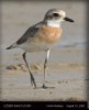 Lesser Sand Plover