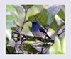 Indigo Flycatcher