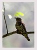 Indian Cuckoo