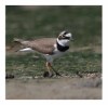 Little Ringed Plover