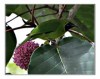 Lesser Green Leafbird