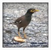 Common Myna