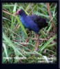 Purple Swamphen