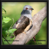 Plaintive Cuckoo