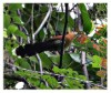 Raffles's Malkoha