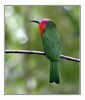 Red-bearded Bee-eater