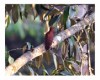 Rufous Woodpecker