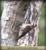 SUNDA PYGMY WOODPECKER