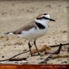 Kentish Plover