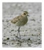 Pacific Golden Plover