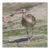 Whimbrel