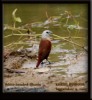 White-headed Munia