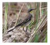 Yellow Wagtail