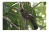 Chestnut-capped laughing Thrush