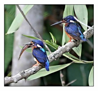 Blue-eared Kingfisher