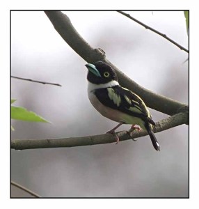 Black and Yellow Broadbill