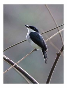 Black-winged Flycatcher-shrike