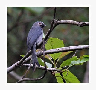 Ashy Drongo