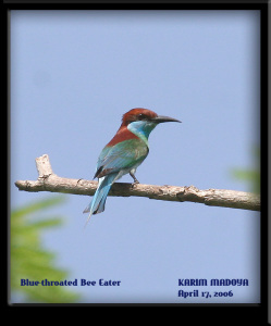 Blue-throated Bee-eater