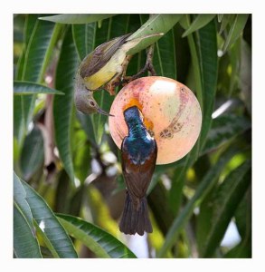 Brown-throated Sunbird