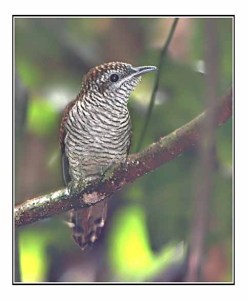 Banded Bay Cuckoo