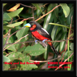 Black and Red Broadbill