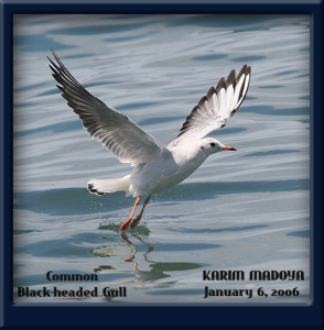 Common Black-headed Gull