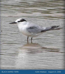 Black-naped Tern