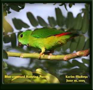 Blue-crowned Hanging Parrot