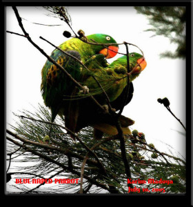 Blue-naped Parrot