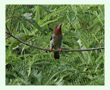 Brown Barbet