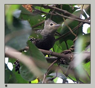 Buff-rumped Woodpecker