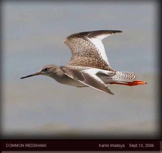 Common Redshank