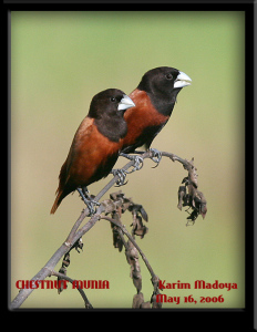 Chestnut_Munia