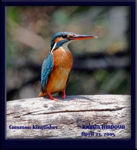 Common Kingfisher