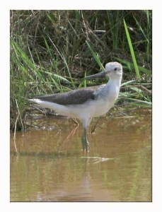 Common Greenshank