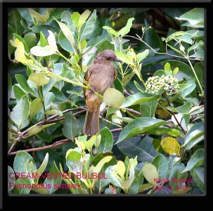 Cream-vented Bulbul