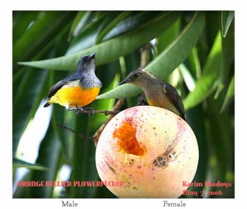 Orange-bellied Flowerpecker