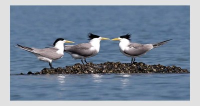 Great Crested Tern